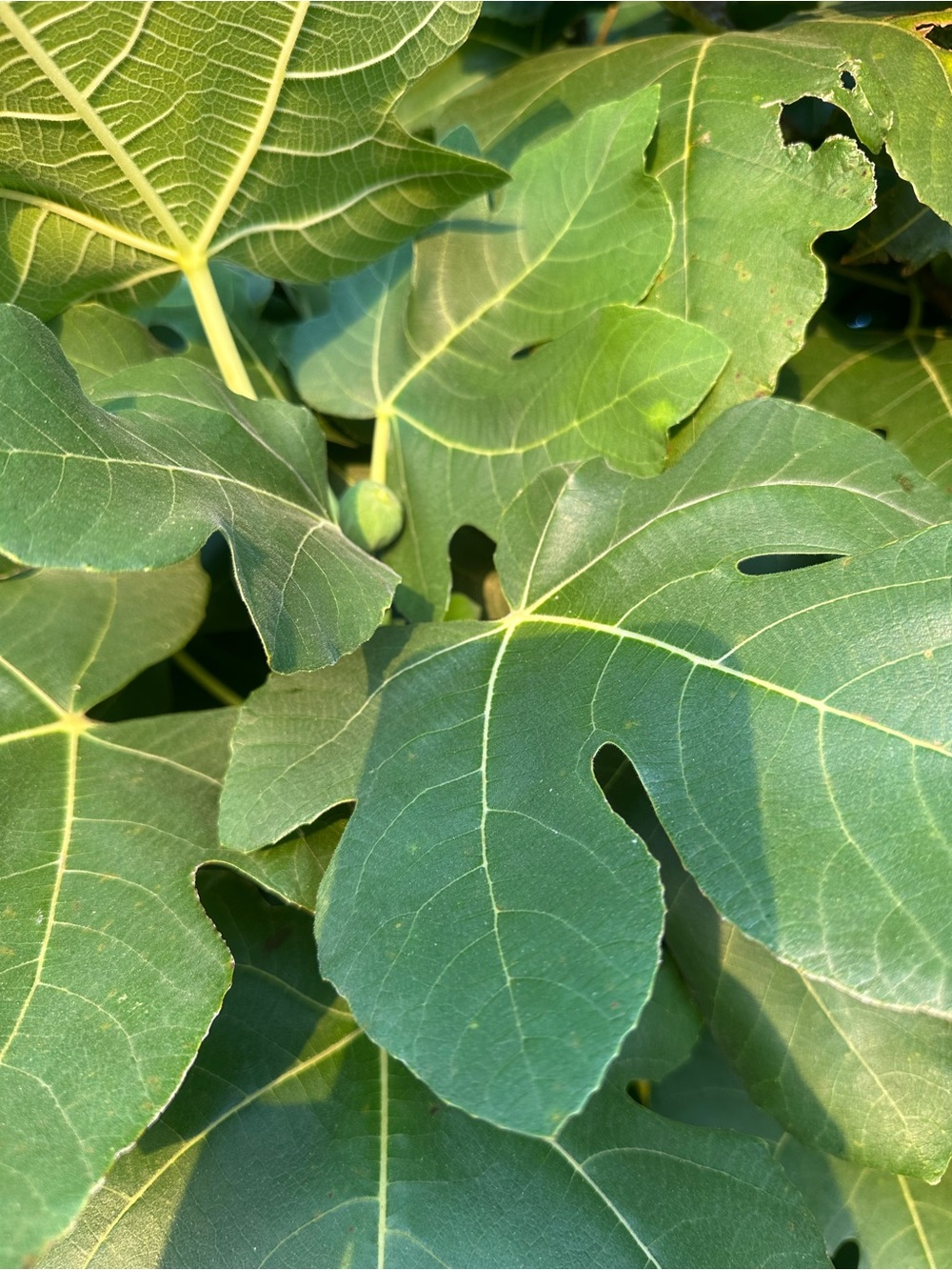 Organic Texas Harvested Fig Leaves Sun Dried for Tea
( one pint jar each)
